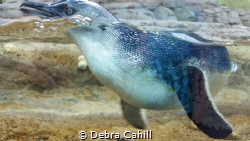 Little Penguin Taronga Zoo Sydney by Debra Cahill 